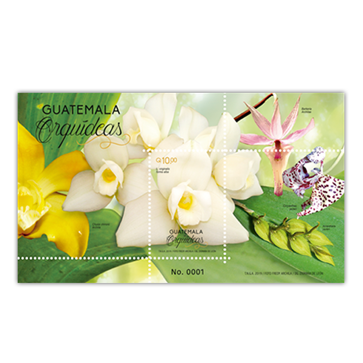 Hoja Miniatura -  Orquídeas de Guatemala
